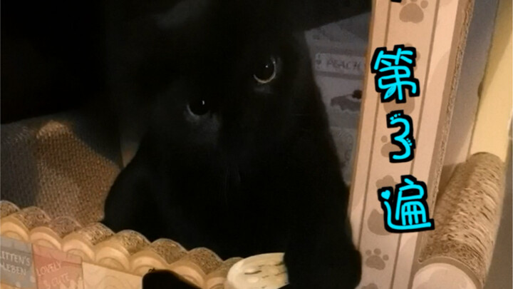 اتضح أن القط الأسود يقدّم التهاني بالعام الجديد في “النصف الثاني من الليل” فقط! (هيا، سأضرب البوق وأ