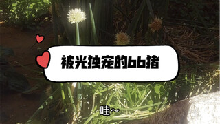 是春日啊～做个被光独宠的bb猪吧