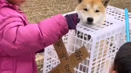 Chỉ ba ngày ngắn ngủi, trải nghiệm cả cuộc đời chó!