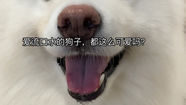 How cute can a drooling Samoyed get?
