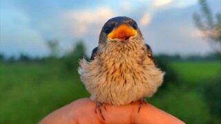 Lần đầu tiên thấy chim én lười đến vậy, điển hình của "mù làm tinh ăn"