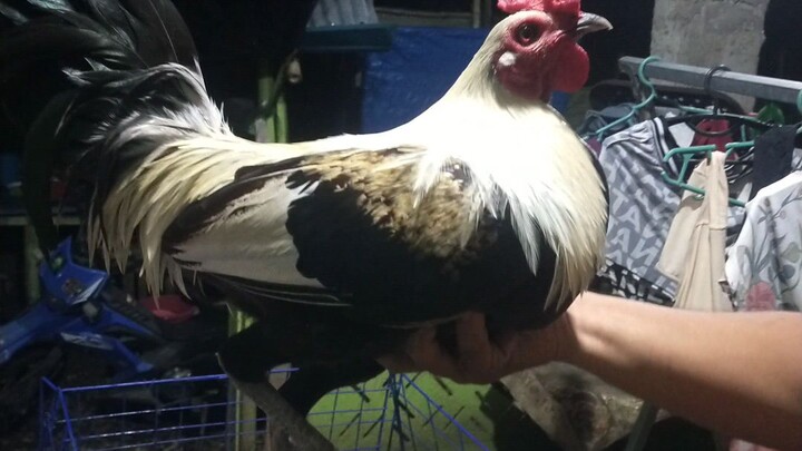 gilmore x ruble grey