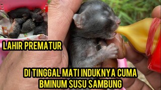KONDISI BAYI KUCING YANG DI TINGGAL MATI INDUKNYA LAHIR PREMATUR..!