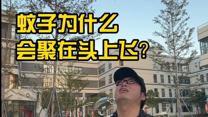 Tại sao muỗi lại bu quanh đầu người bay lượn?