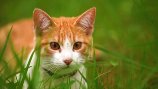 Will pet cats get bored if they don’t go out all the time? Let me show you a day in their eyes