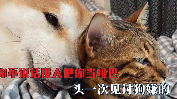 لو ما تتكلم، محدش هيحسبك أخرس. أول مرة أشوف واحد يبغض الكلاب لدرجة هذي!