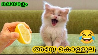 ANIMALS FUN DUB MALAYALAM 💥😂 | 34