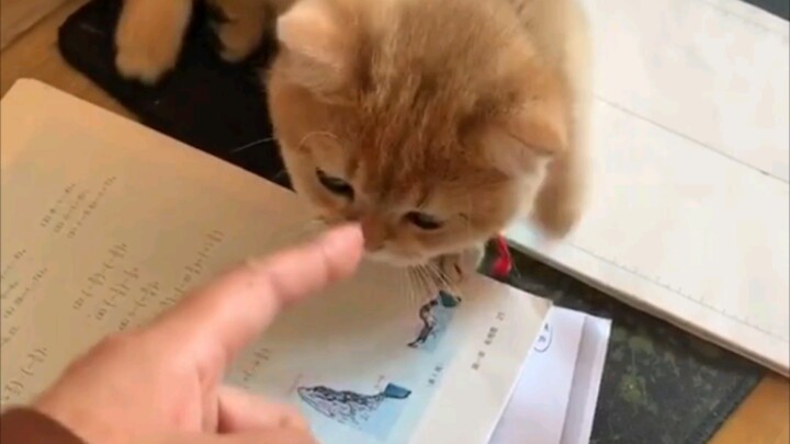 It’s not that I don’t want to—my homework won’t let me write!