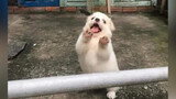 [Thú cưng] Chú chó quê của tôi là đáng yêu nhất!