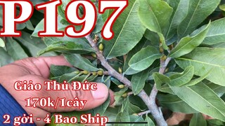 🔴 Hết Hàng 🔴 mai vàng chơi tết p197 | mai giảo thủ đức giá 170k bao ship toàn quốc