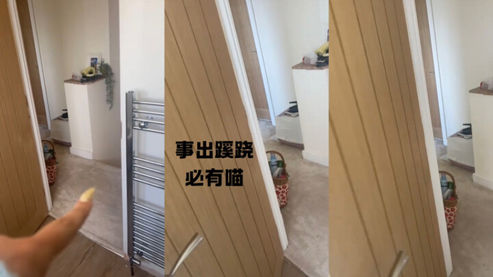 Khi tôi phát hiện ra tiếng mèo kêu trong nhà hóa ra không phải do mèo của nhà tôi🤣