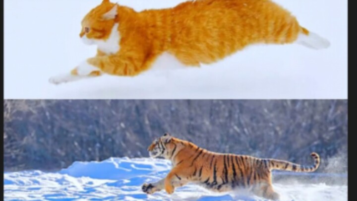 It's not just similar—it's exactly the same.