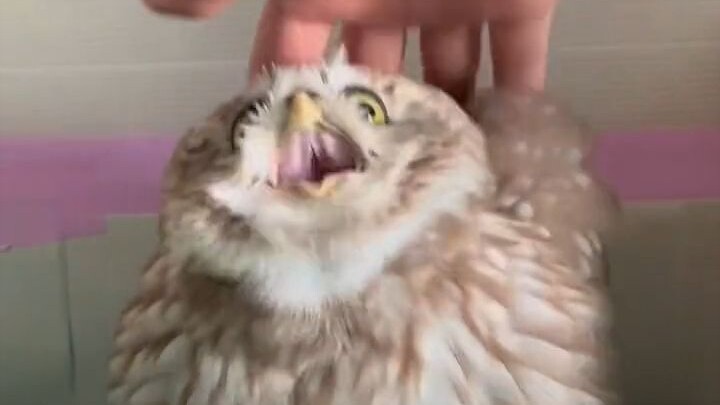 The Elf Owl Scared by Its Owner Who Didn't Wear Glasses This Morning