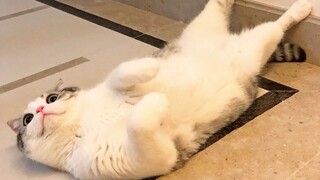 【ประจำวัน】เจ้าเหมียวบ้านฉันกับหมูไม่มีอะไรต่างกันเลย บางทีมันอาจเป็นหมูที่หน้าตาเหมือนแมวก็ได้!