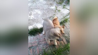 Vườn rộng ko ạ? yeucho yeuchomeo cún cúncon chó chómèo chócon chó_cưng chókhôn yeuchomeo cưng chócute pet dog dogsoftiktok doggo