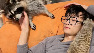 我每天好忙……手不能停#浣熊 #神奇动物在抖音 #狐獴