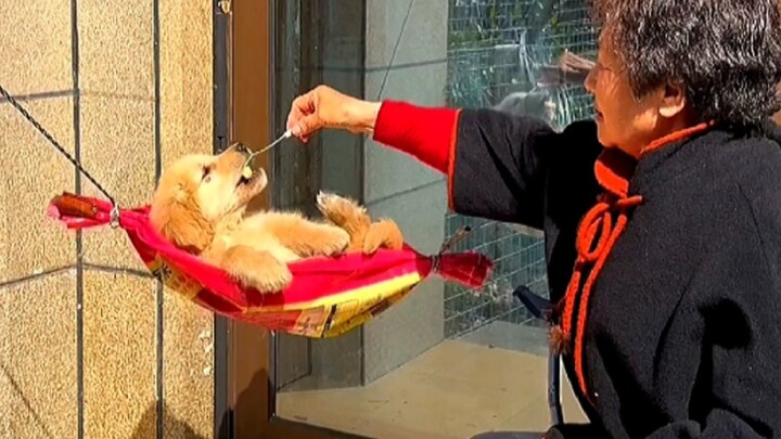 Cinta berlebihan kakek dan nenek untuk kucing dan anjing!