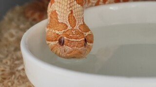 [Hewan Merayap] Ular hognose barat minum air