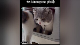 Đằng sau vẻ ngoài đẹp trai cat mèo xuhuong catlover