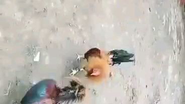 SBR VS GOLDEN BOY (SPAR)