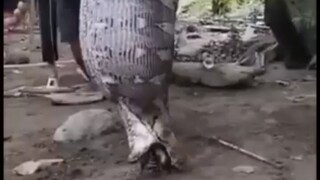 apa yg dia makan yah🫣🫣