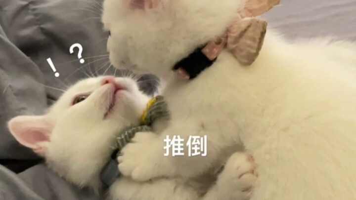 Mèo con đáng yêu quá…