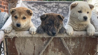 Aroma nasi yang dipadukan dengan anjing menyembuhkan segalanya