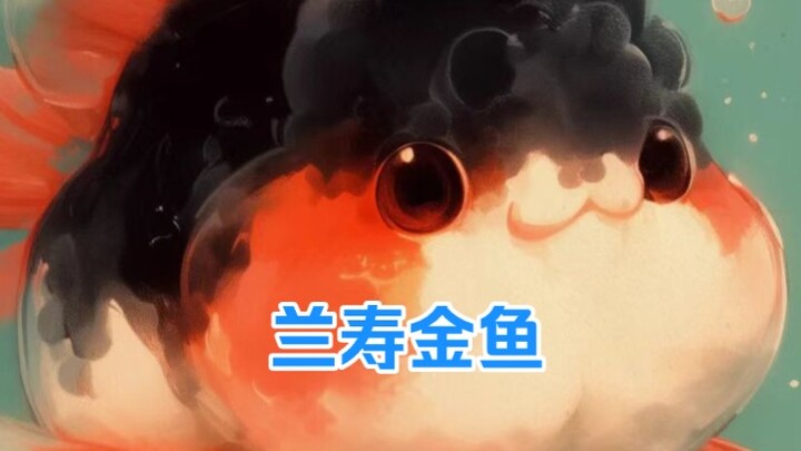 الخنزير الصغير السمين في حوض السمك، سمكة كينغيو لانشو!