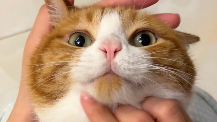 How hard is it to touch a kitten's nose?