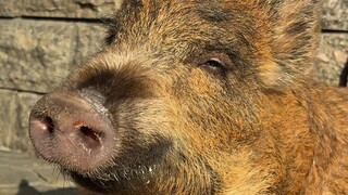 I've got all twelve zodiac animals at home—everyone says I'm bragging, but go ahead and count them y