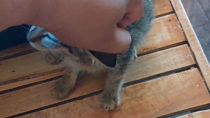 🐱🐈