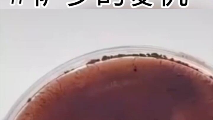 【Virtual Little Sa】＃Shao's Revenge