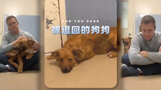 即使是被领养的狗狗，也是有可能被退回的....