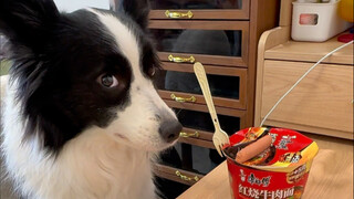 The 36 Strategies for Dog Ownership: It Doesn't Matter What You Choose