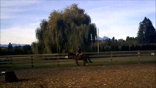 这是陪伴了我3年的马 This was my horse for 3 years.