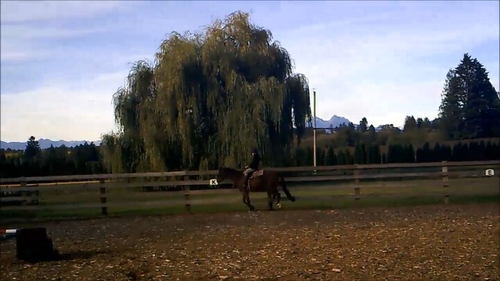 这是陪伴了我3年的马 This was my horse for 3 years.