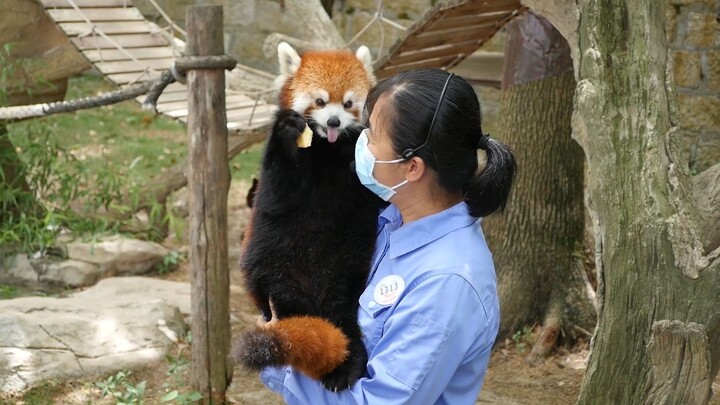 IQ cao EQ cao đã được xác thực, nghe nói sẽ tặng cho Apple, lập tức gửi ngay một nụ hôn! [Gấu trúc n