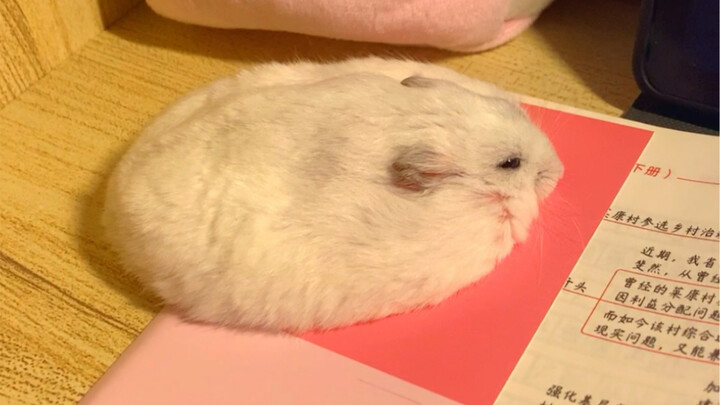 鼠饼饼又来啦🫓