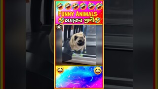 🤣হাস্যকর প্রাণীর ভিডিও😁 Funny animals Bangla #shorts #funny