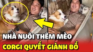 Chú chó Corgi quyết tâm GIÀNH LẠI BỐ sau khi nhà nuôi thêm em MÈO 😂 | Yêu Lu