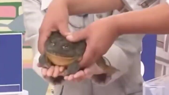 Cày luyện kỹ năng trừu tượng… vẫn thua xa tuyển thủ thiên phú? #42