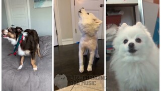 Attack of the Killer Queen (Deltarune) but Dogs Sung It (Dogs Version Cover)