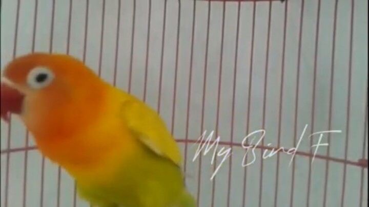 COBA MASTERAN 2 menit Saja, LIHAT Dijamin LOVEBIRD anda JADI CEREWET Tanpa HENTI, NGEKEK Panjang