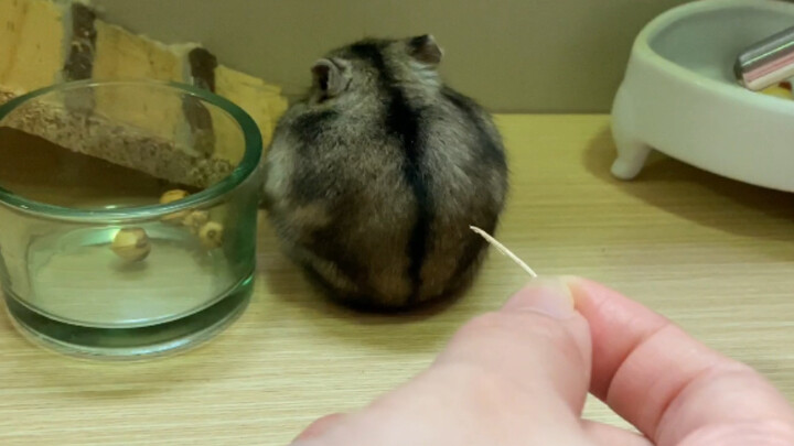 عندما جرّبتُ دغدغةَ الهامستر في المنزل