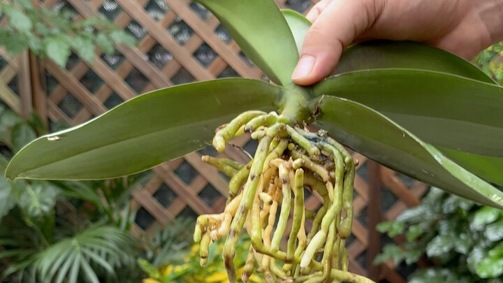 How to Plant Phalaenopsis for a Second Bloom