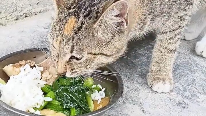 Rural carb-loving cat loves vegetables