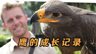 失去母亲收获新”父亲“，鹰从孵化到长大飞行全纪录