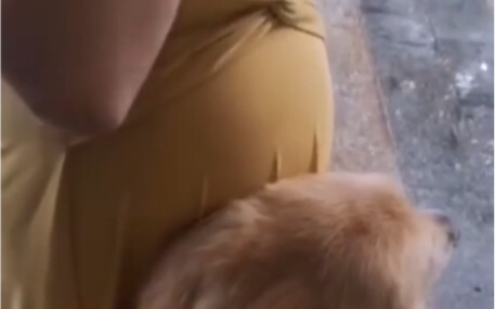 Golden Retriever Snuggles Against Pregnant Owner’s Belly to Listen to Baby’s Heartbeat—Then Somethin