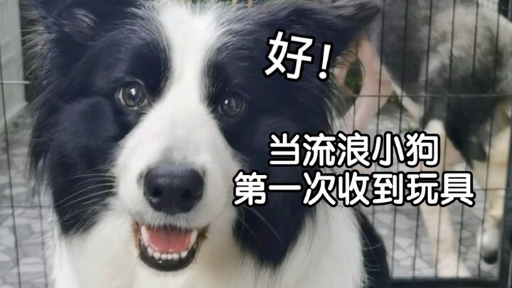 When a stray puppy receives a toy for the first time