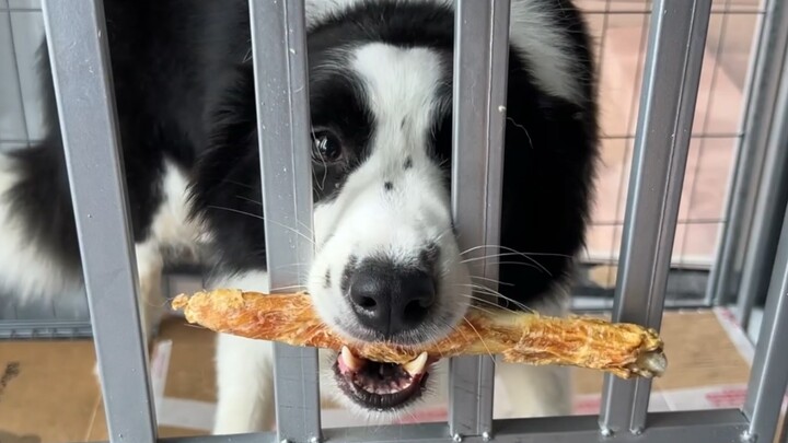 Border Collie gặp phải vấn đề trong thế giới chó, Erha gặp vấn đề trong thế giới chó, chỉ cần nhìn t